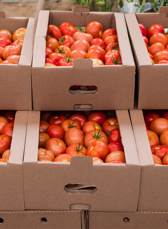 Envasado y etiquetado adaptado a las necesidades del cliente.