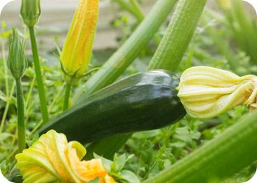 Calabacín