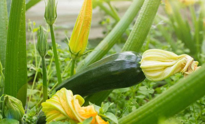 Zucchini